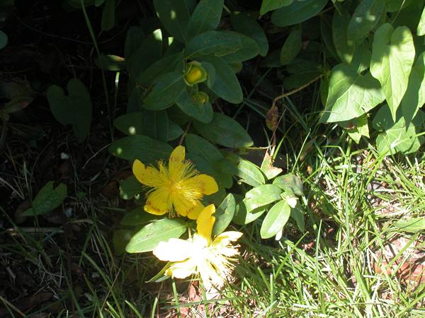 Fiori di Cappero