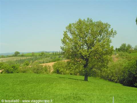 Albero