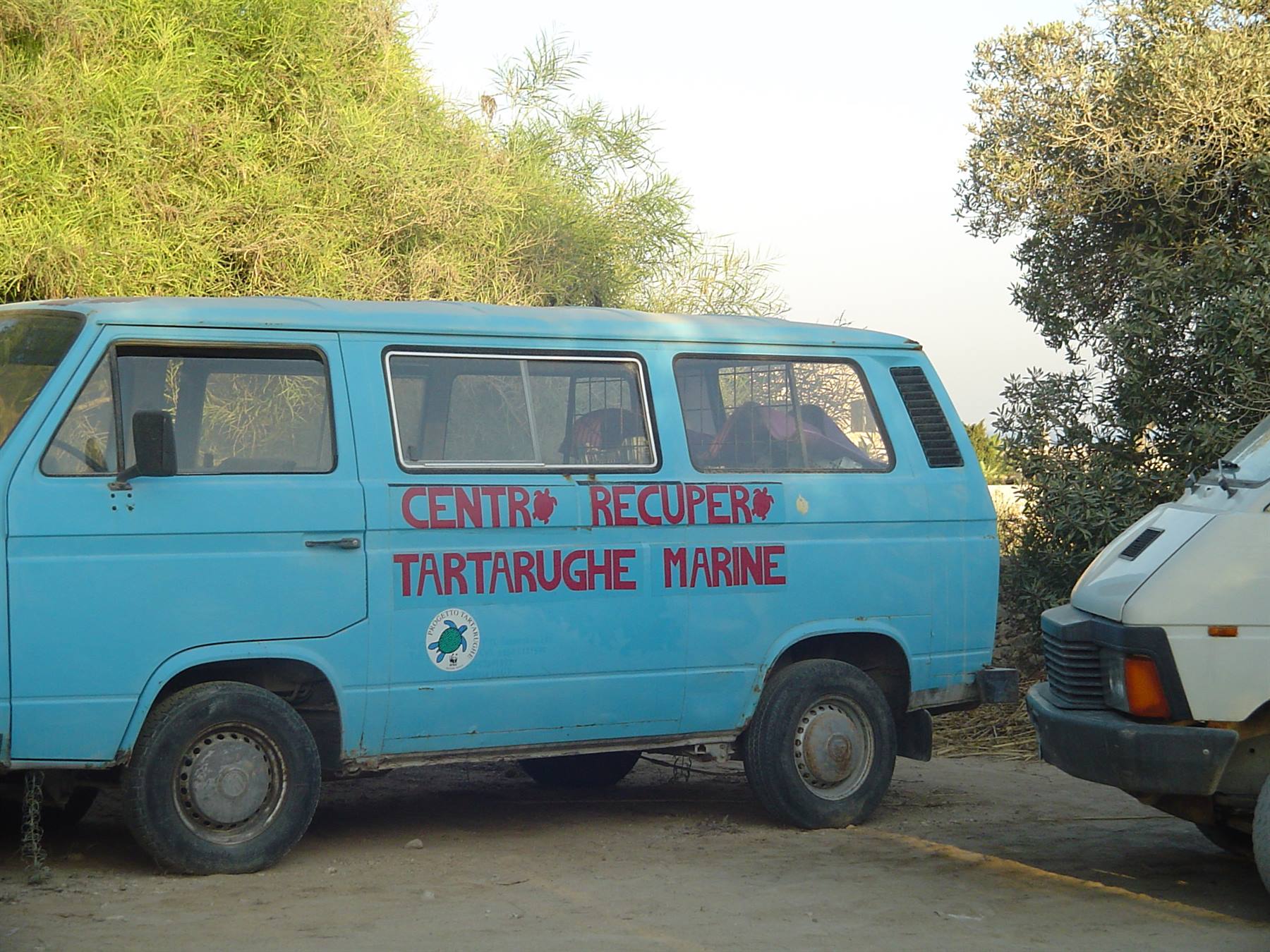Tartarughe