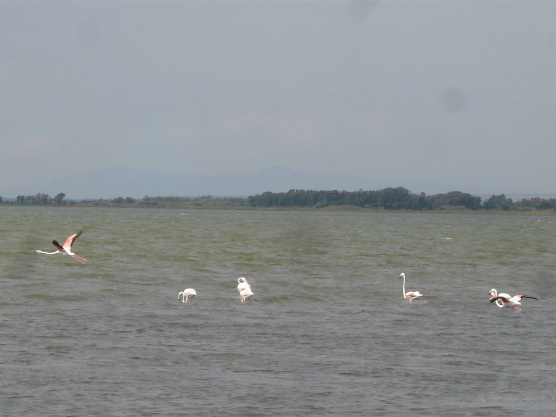 Stagno di Cabras
