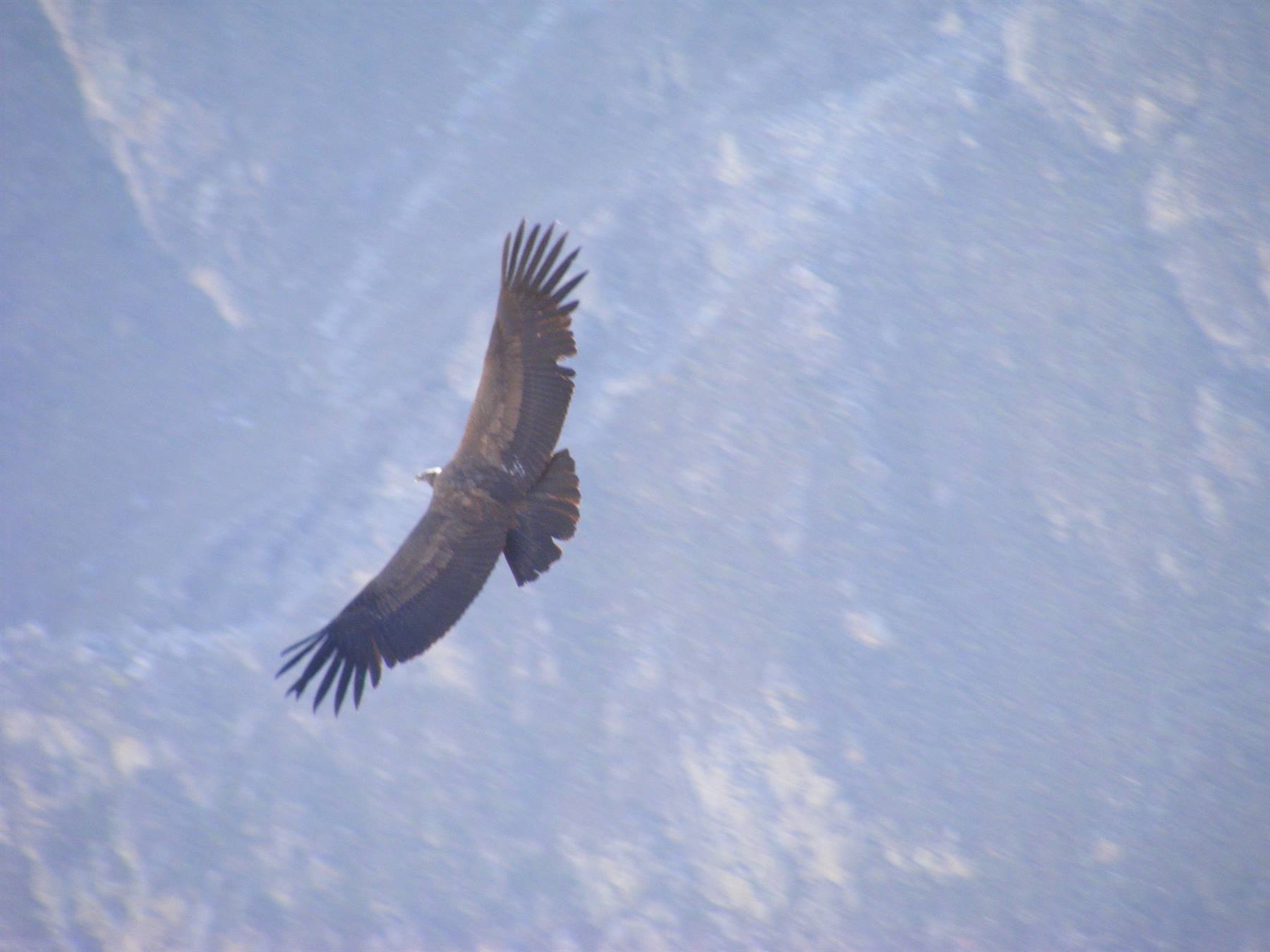 condor