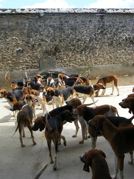 I CANI DI CHEVERNY