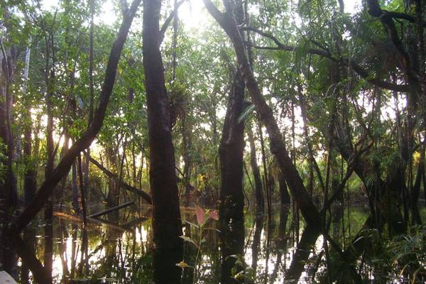foresta amazzonica