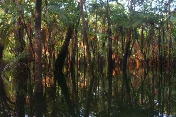 foresta amazzonica