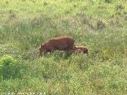 Milwane Wildlife Sanctuary Nature Reserve (Facocero)