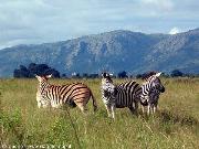 Milwane Wildlife Sanctuary Nature Reserve (Zebre)