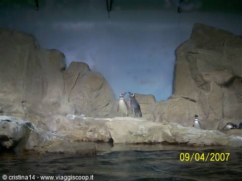 Coppia di pinguini