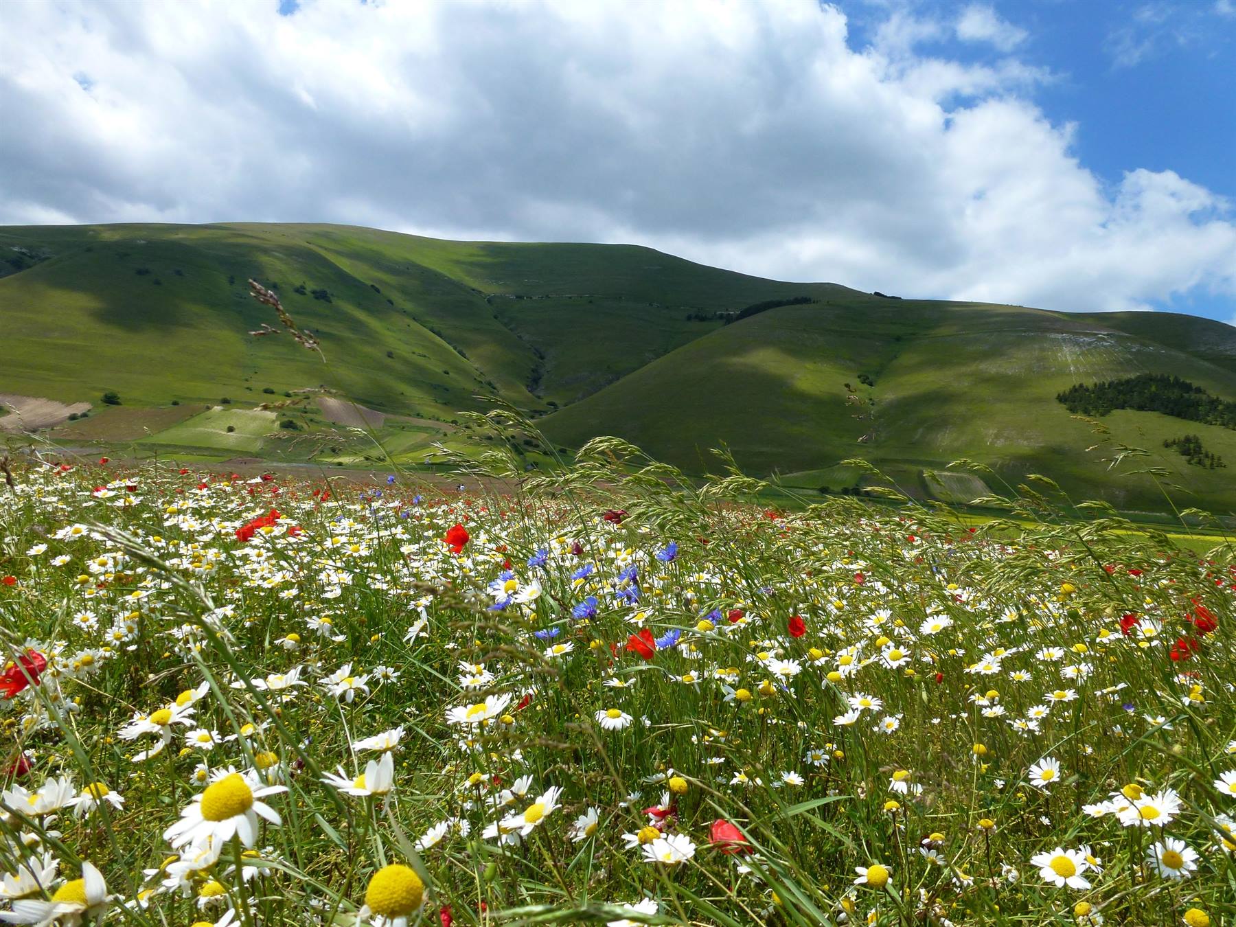 Fioritura di papaveri e margherite sui pianori di Castelluccio di Norcia