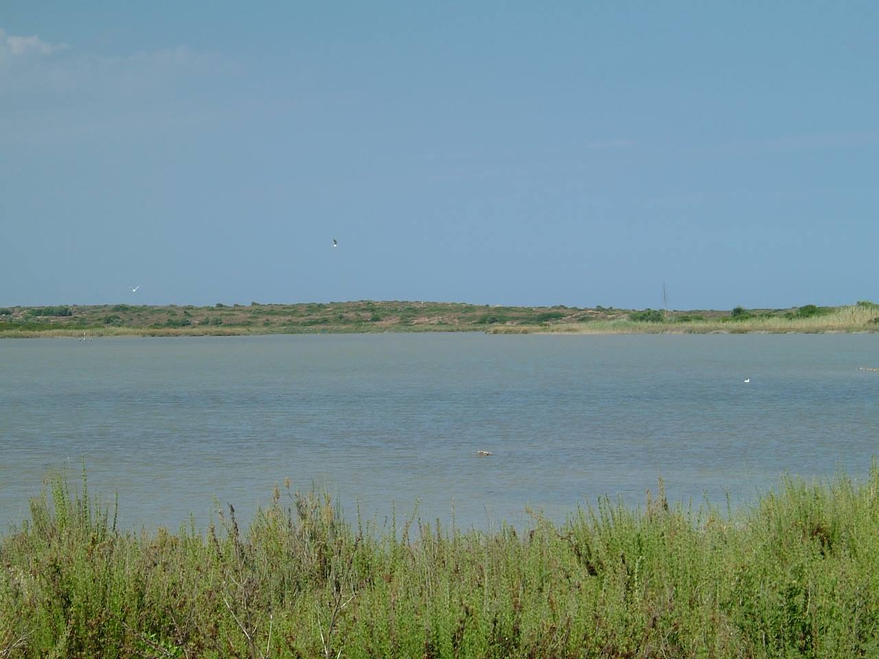 Uccelli nella riserva