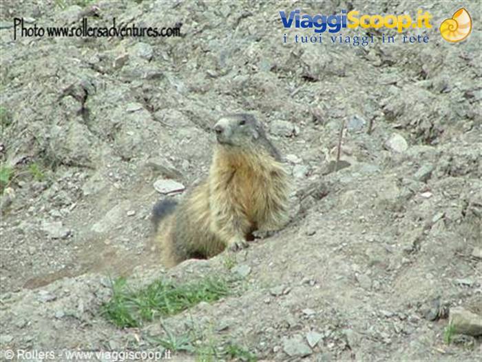 Marmotte