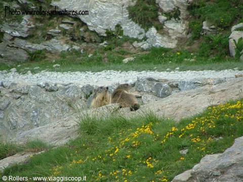 Marmotte