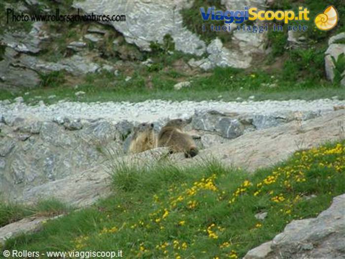 Marmotte