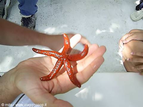 estrella