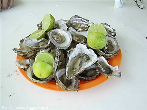 ostriche