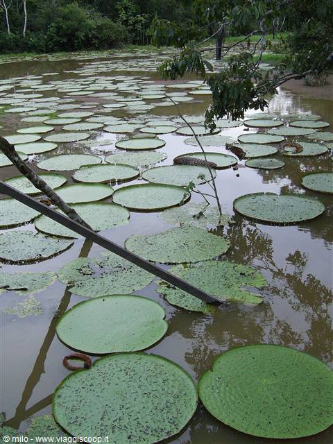 ninfee - rio negro