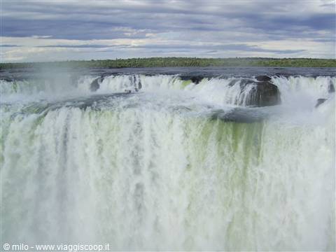 cacate di iguacu