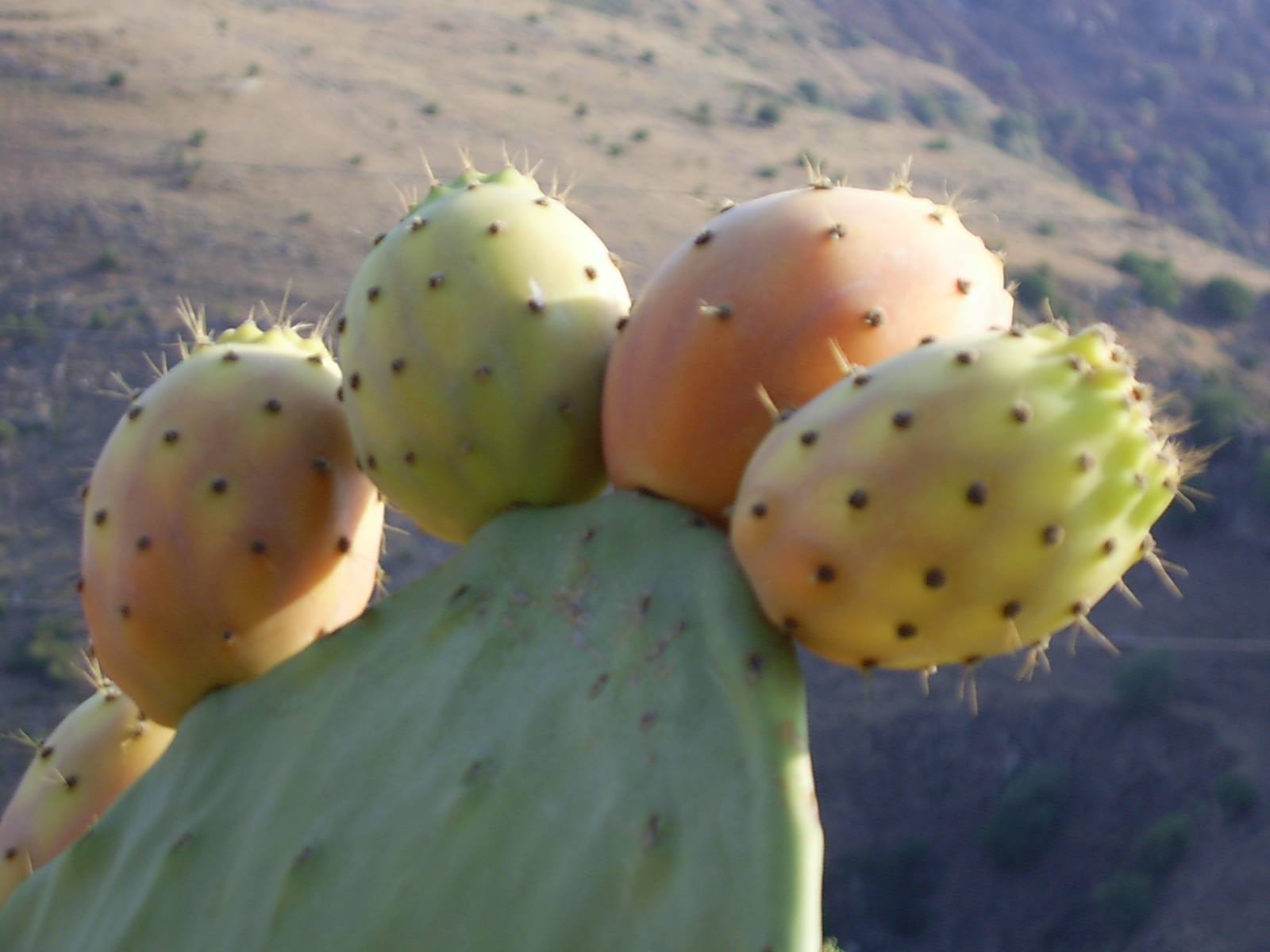 fichi d'india