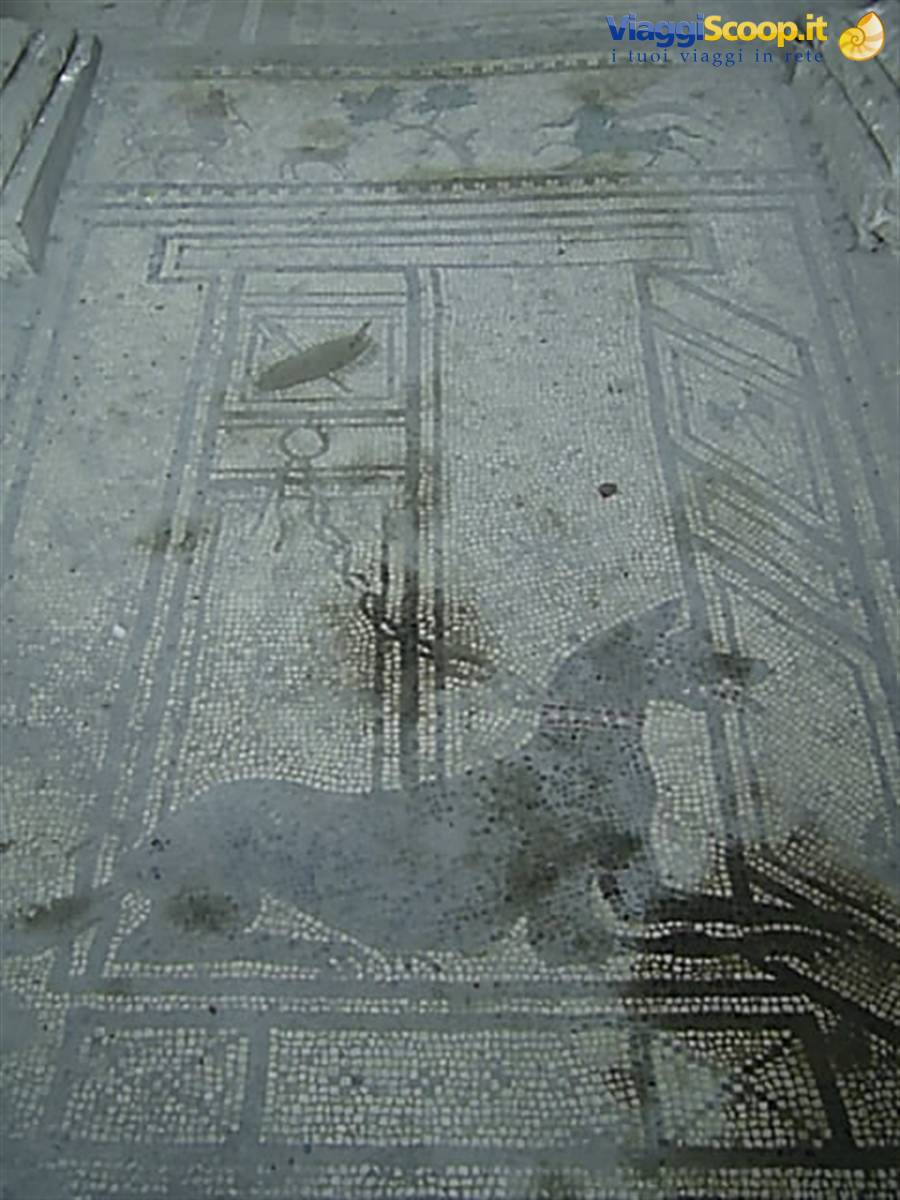 cave canem!