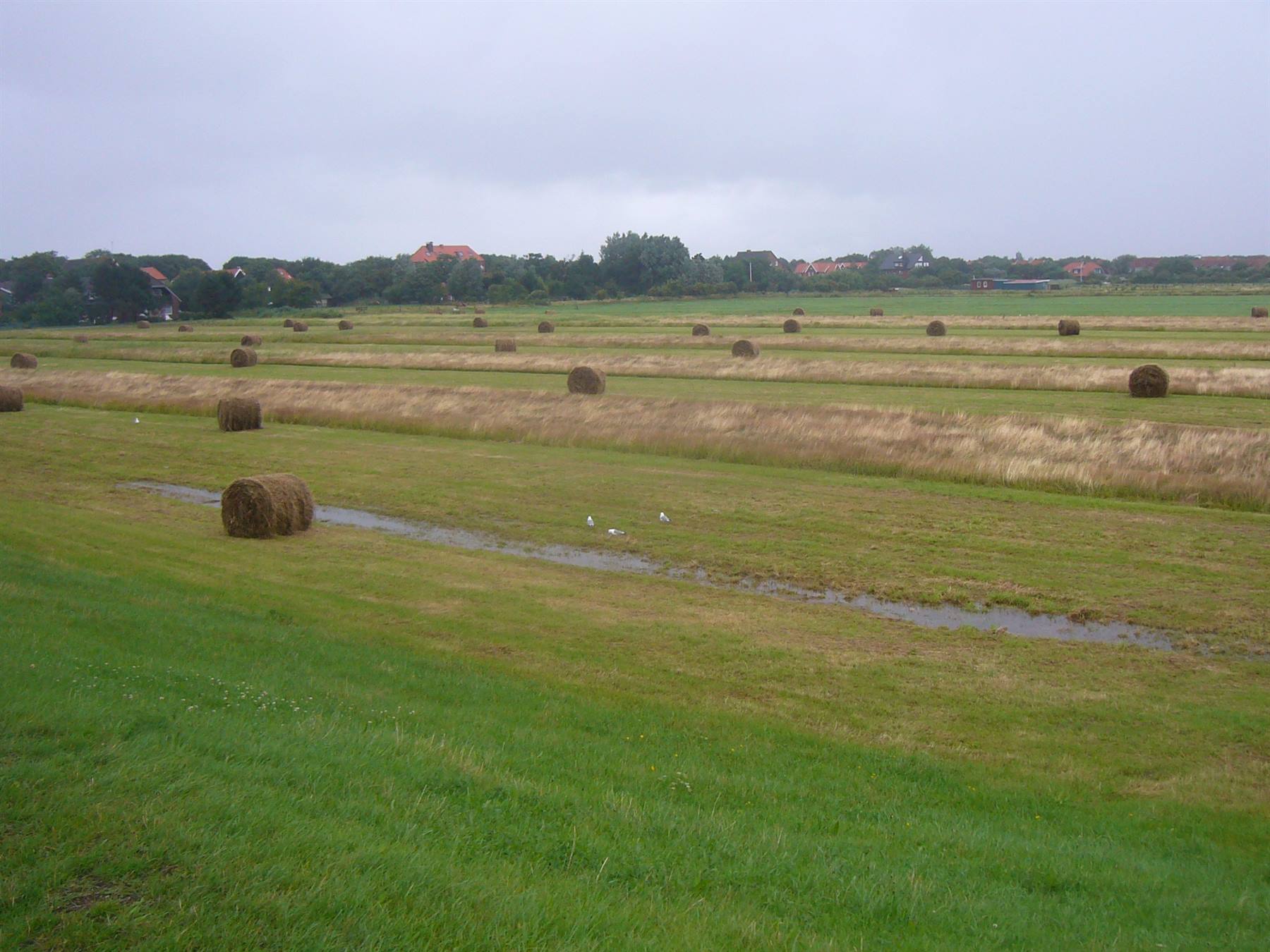 SPIEKEROOG LA CAMPAGNA