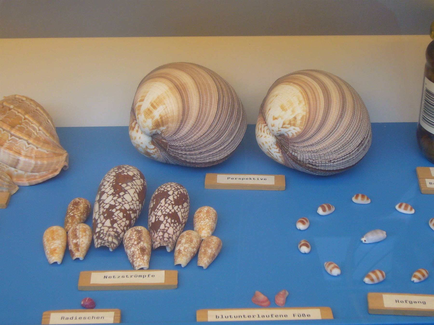 SPIEKEROOG MUSEO DELLE CONCHIGLIE