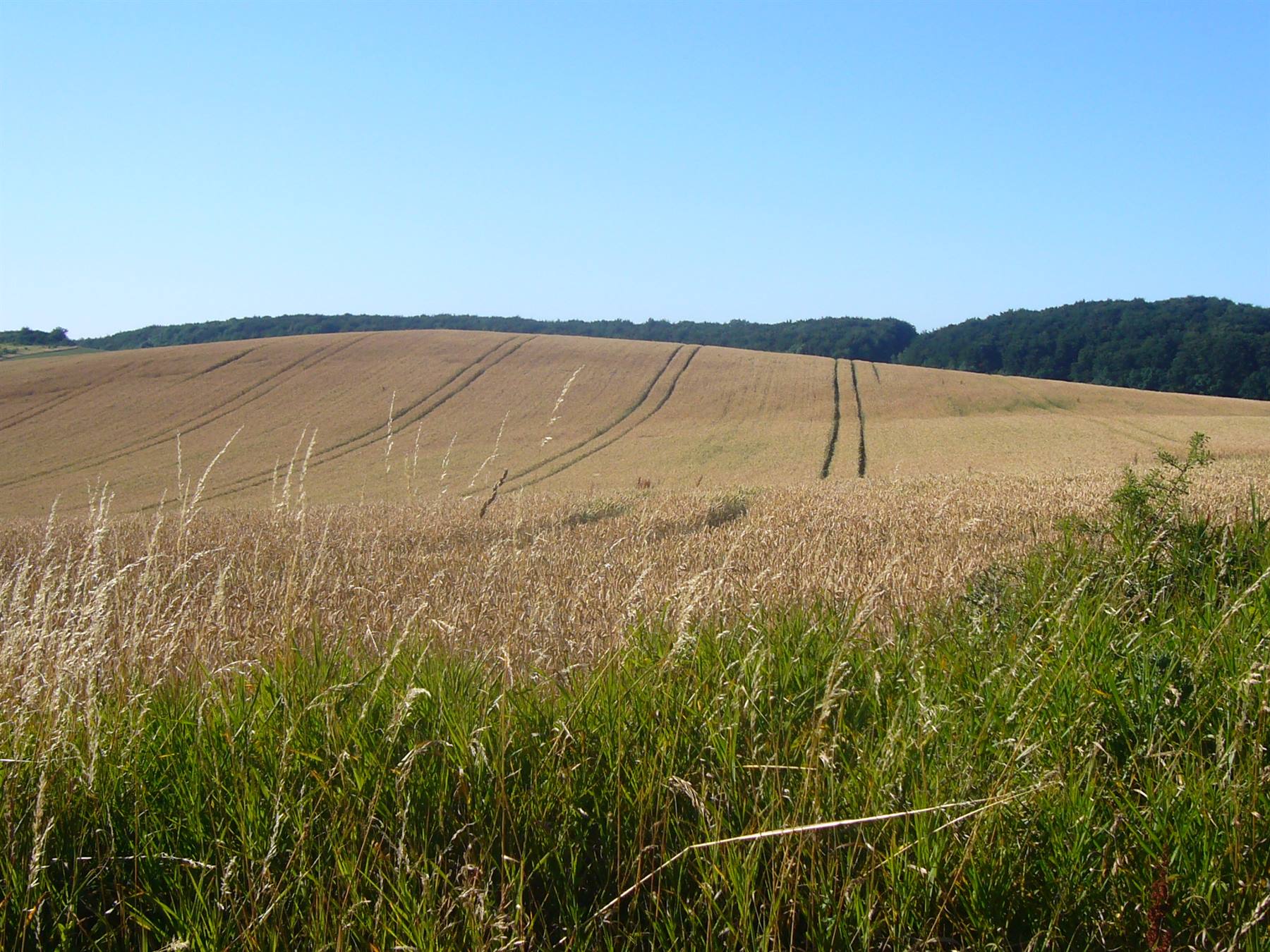 CAMPI VERSO SASSNITZ