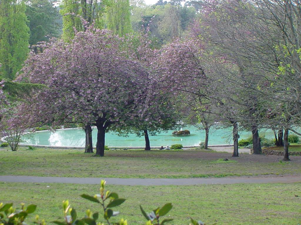Alberi in fiore rosa davanti a una piscina verde in un parco
