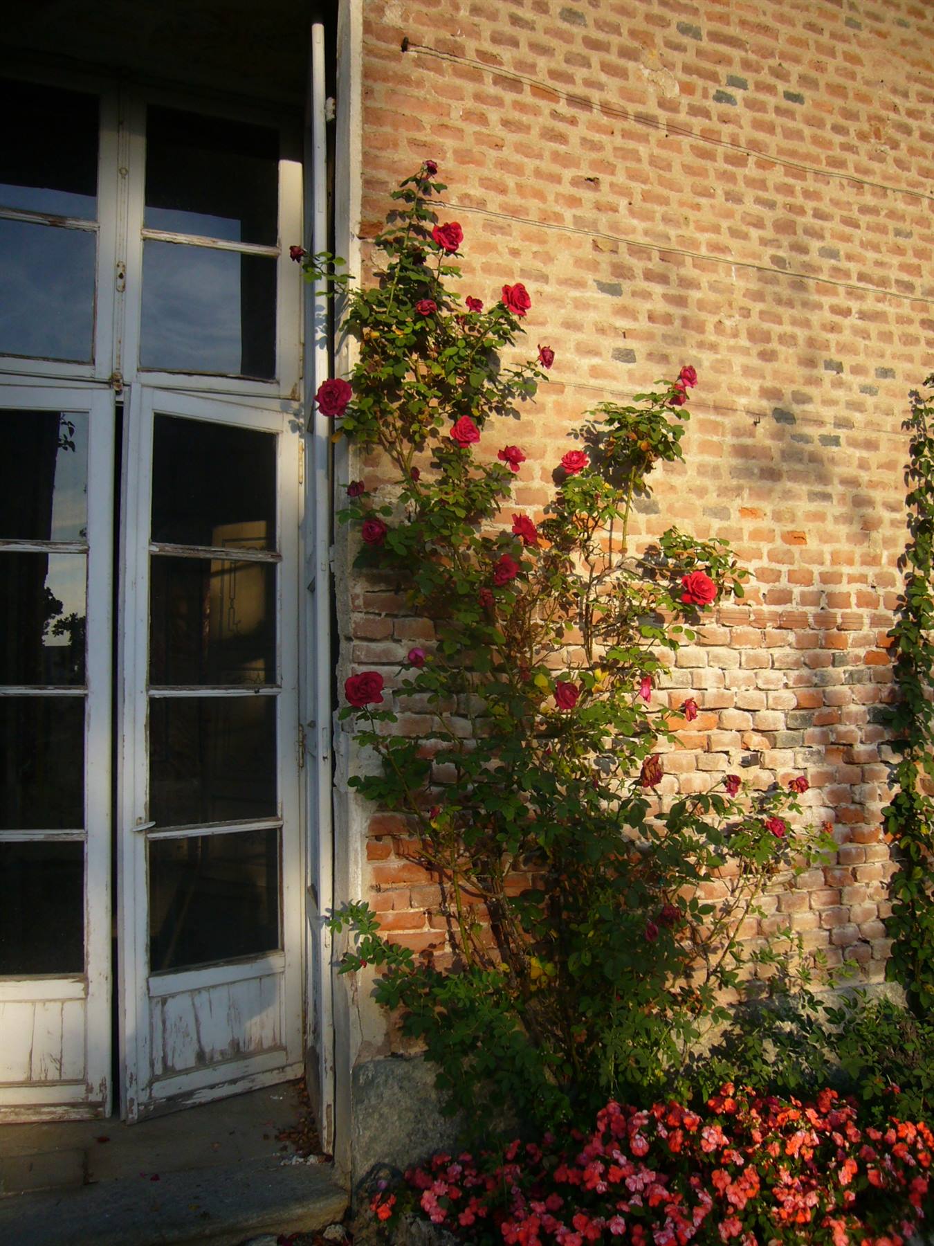 Rosa rampicante in fiore su muro di mattoni accanto a portafinestra bianca