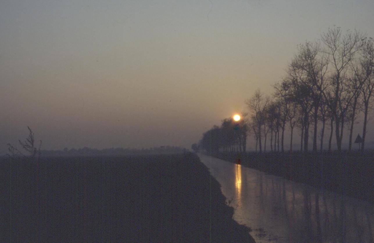 Sole basso riflesso sulla strada bagnata, file di alberi spogli nella nebbia