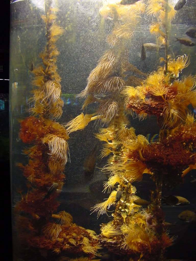 Acquario cilindrico con anemoni gialli e pesci che nuotano tra i coralli