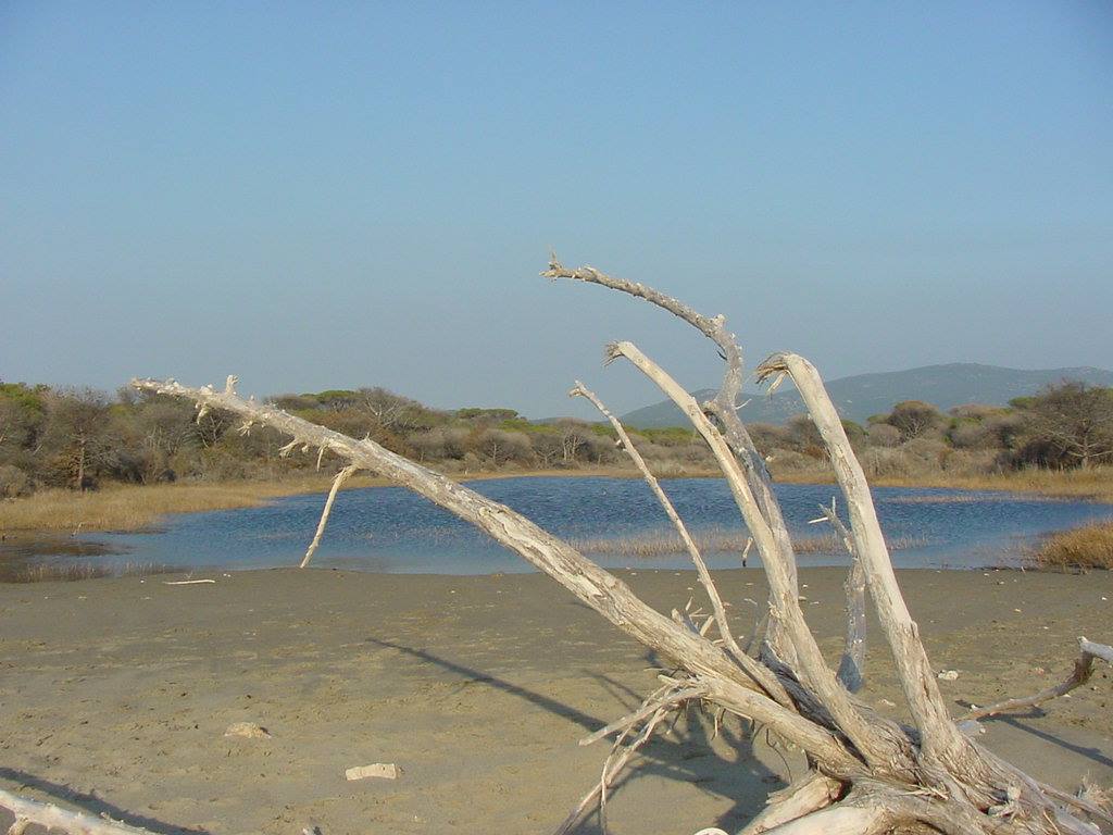 Tronco secco spiaggiato davanti a una laguna con colline e macchia mediterranea