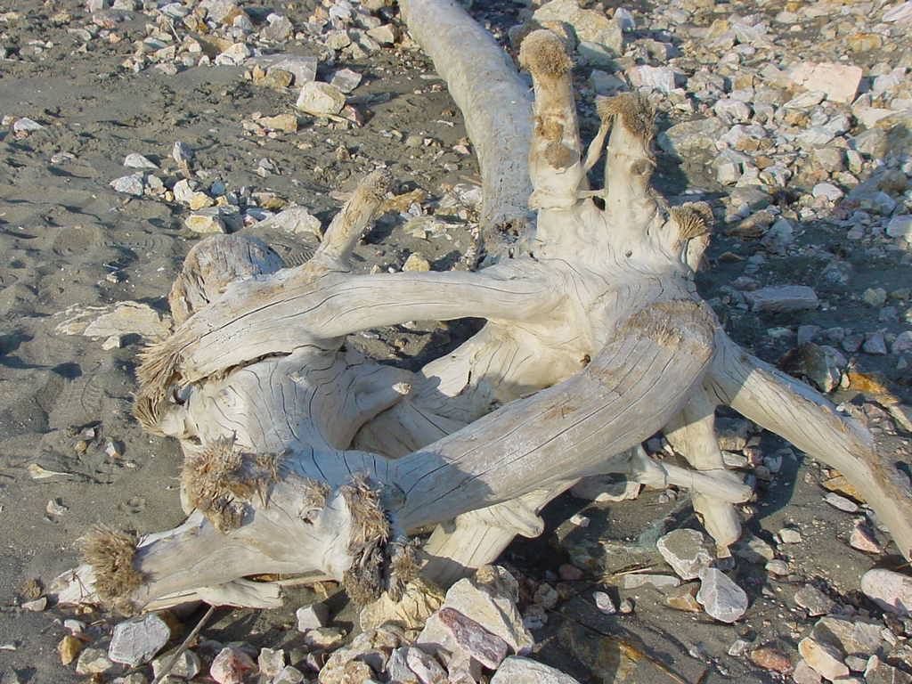 Tronco d'albero morto sbiancato sulla spiaggia sabbiosa tra sassi