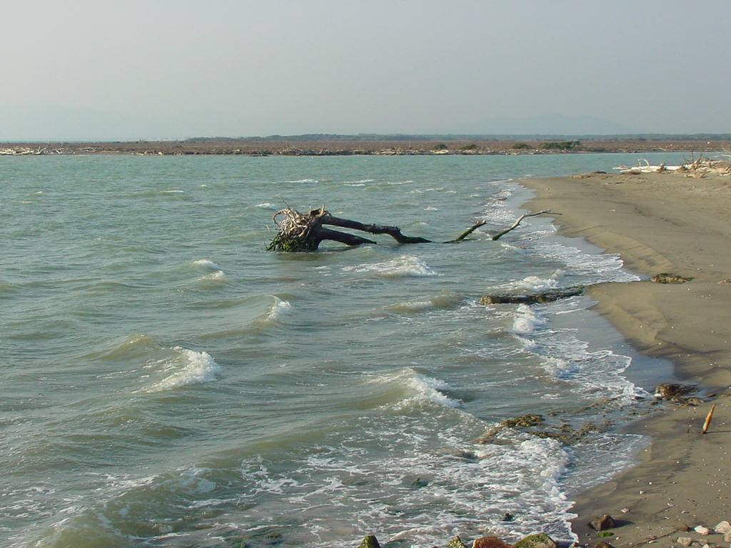 Tronco d'albero morto semisommerso tra le onde verdi, spiaggia sabbiosa deserta