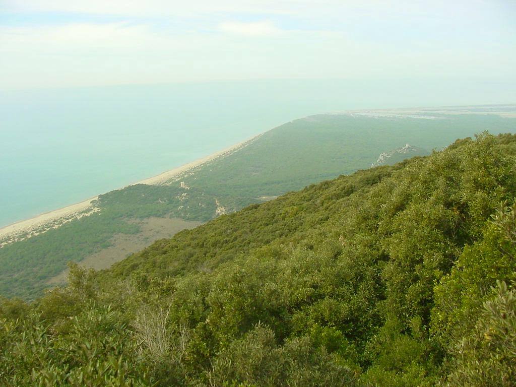 Macchia mediterranea verde sopra la spiaggia sabbiosa e il mare turchese del Monte Conero
