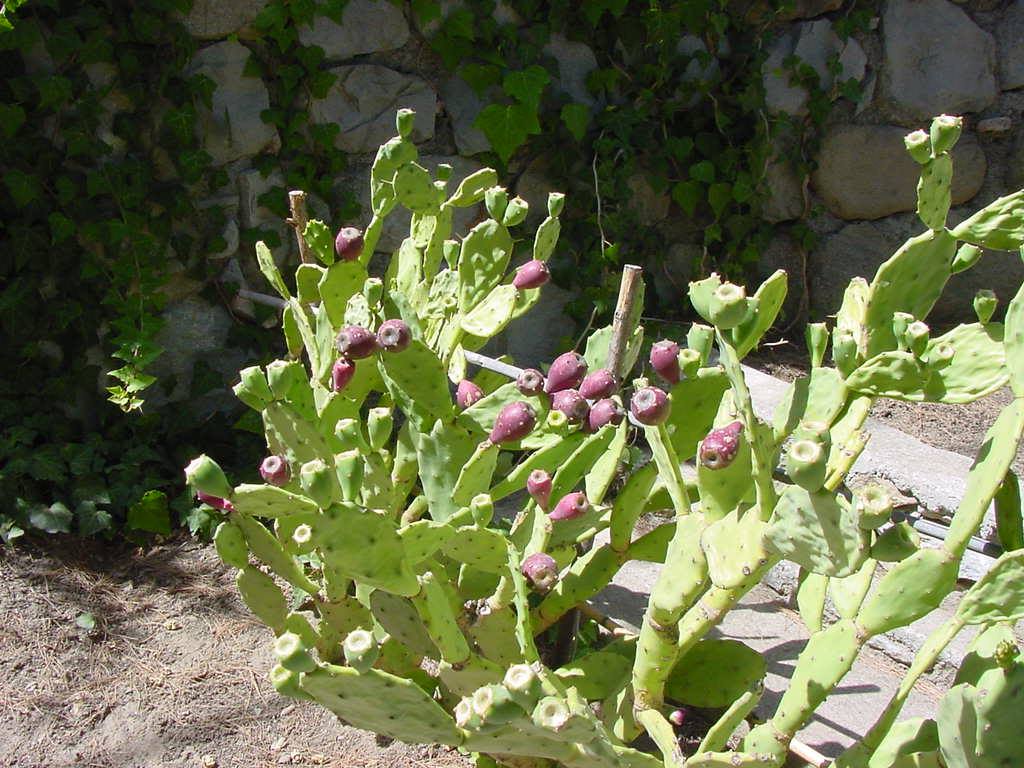 TINDARI