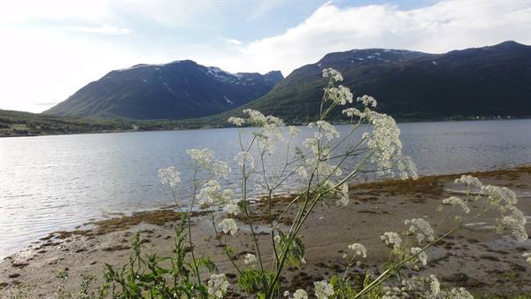 VERSO IL FIORDO DI LYNGEN