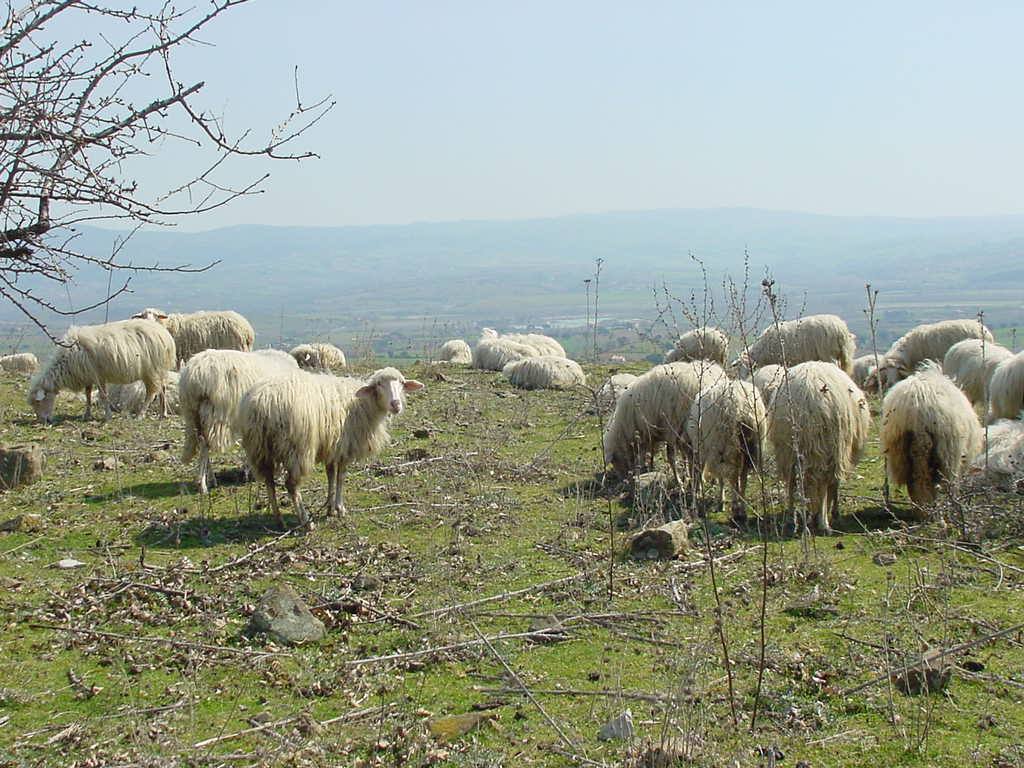 ROSELLE - PANORAMA