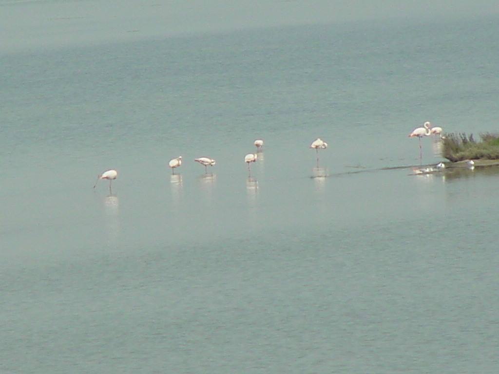 VALLE FURLANA - FENICOTTERI