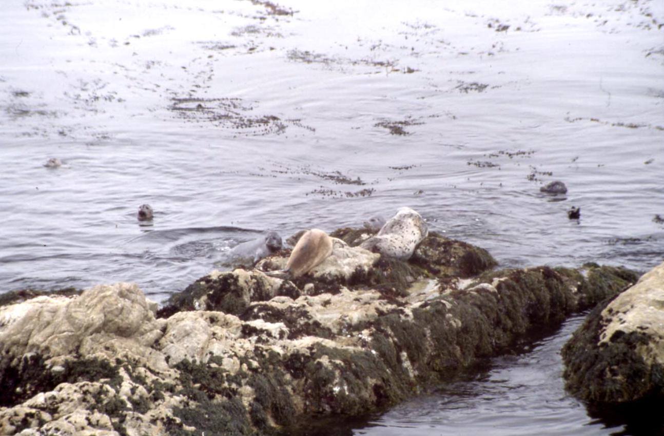 MONTEREY - L'OCEANO
