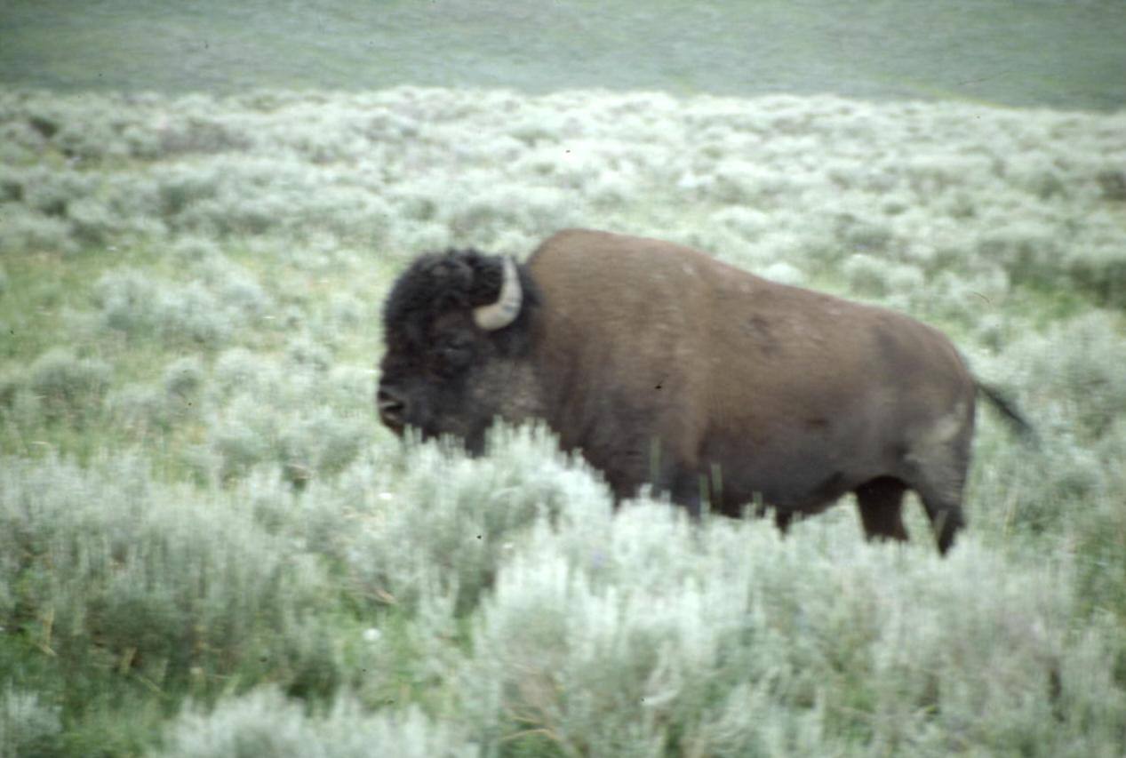 YELLOWSTONE