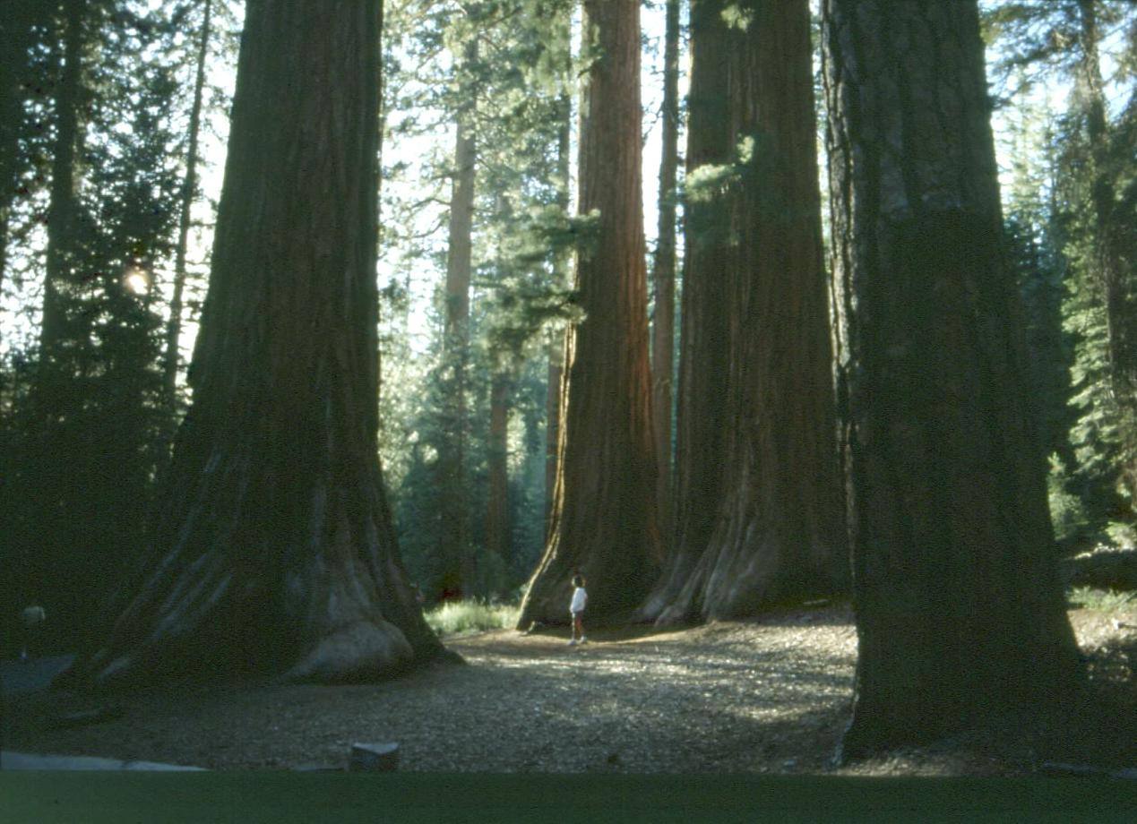 YOSEMITE - A SPASSO TRA LE SEQUOIE