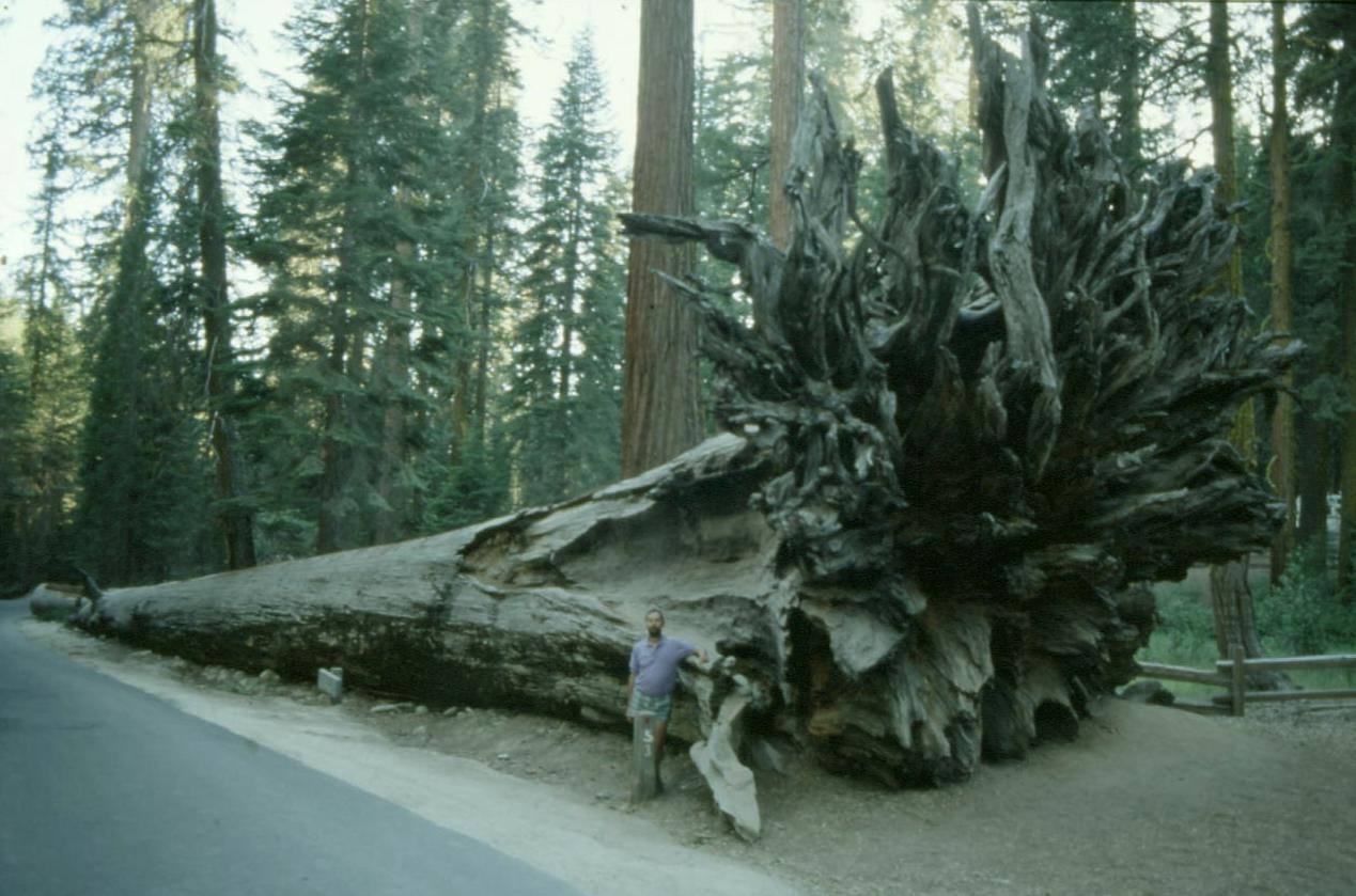 YOSEMITE