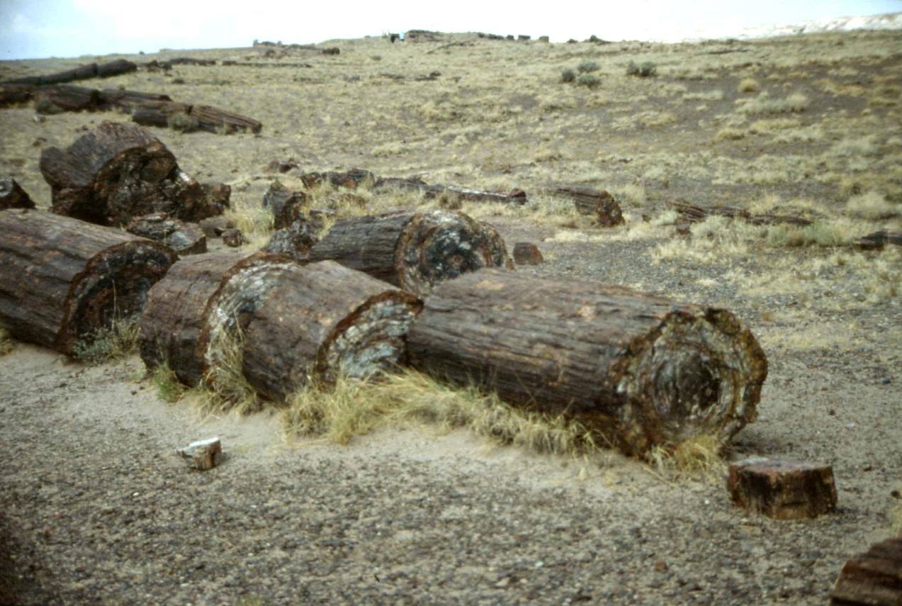 FORESTA PIETRIFICATA