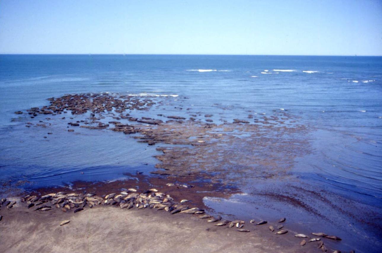 PENISOLA DI VALDES - ELEFANTERIA