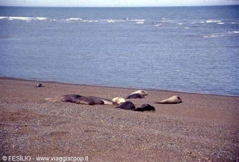 PENISOLA DI VALDES