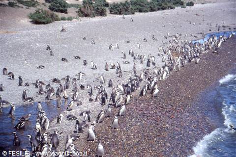 PUNTA TOMBO