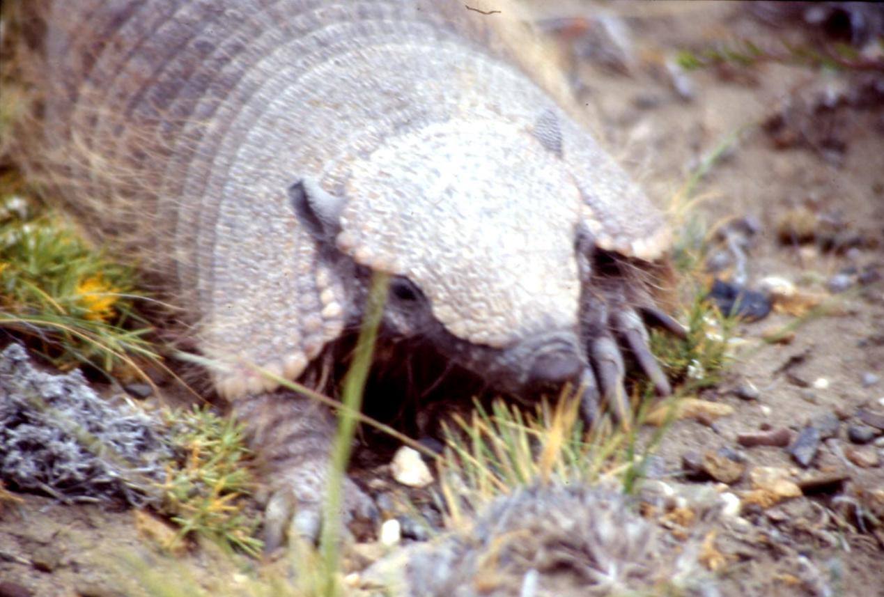 ARMADILLO
