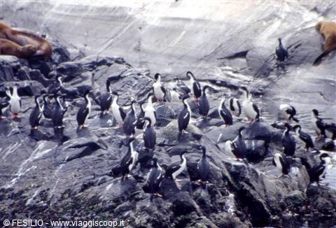 CANALE DI BEAGLE - CORMORANI