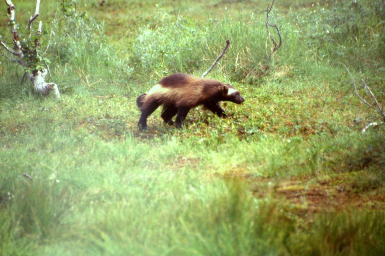 BARDU - ECOPARCO - GHIOTTONE