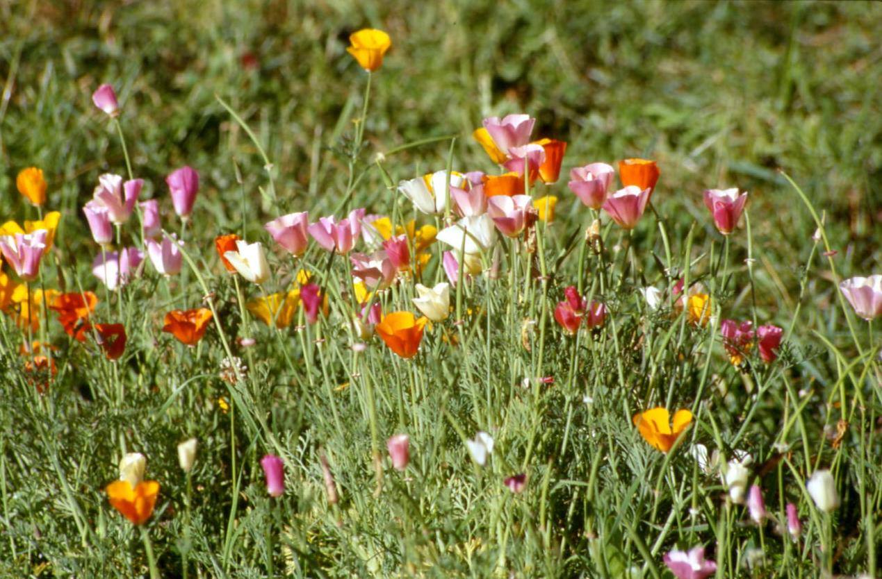 UNDREDAL - FIORI