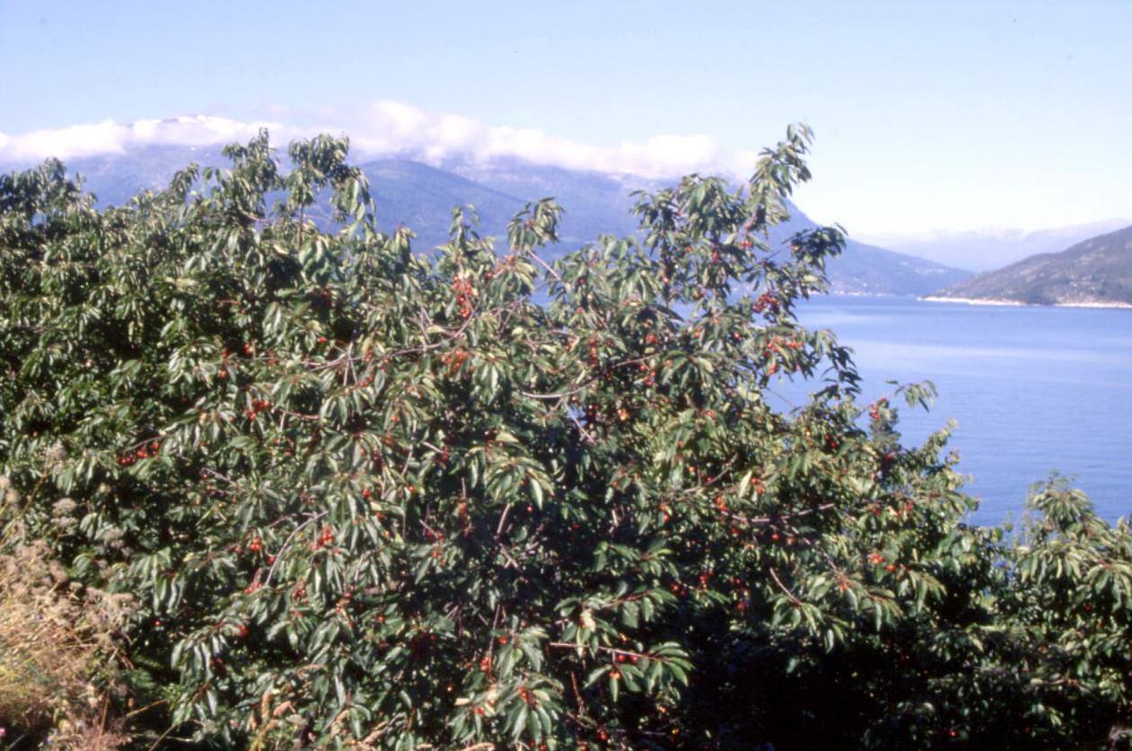 CILIEGE SUL SORFJORDEN